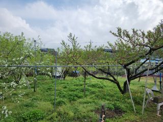 키다리님의 감 · 영농일지 작성글 사진