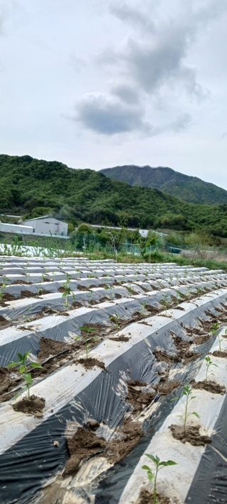 김 연님의 기타작물 · 영농일지 작성글 사진
