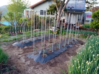 헤이쥬회원님의 고추 · 영농일지 작성글 사진