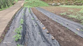 한성대 (61년생)님의 감자 · 영농일지 작성글 사진