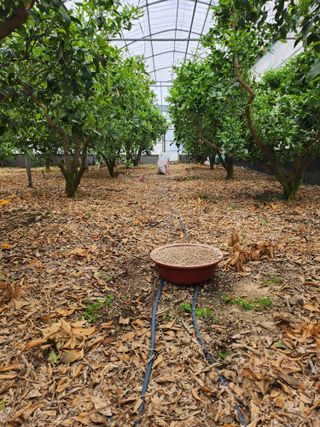 제주온님의 귤 · 영농일지 작성글 사진