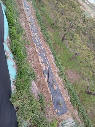 성재엄마님의 기타작물 · 영농일지 작성글 사진