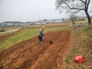 로만아빠님의 감자 · 영농일지 작성글 사진