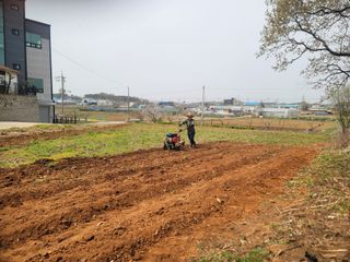 로만아빠님의 감자 · 영농일지 작성글 사진