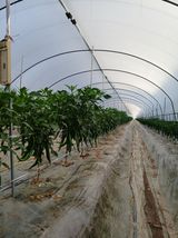 팜모닝 기타작물·영농일지 게시글 이미지