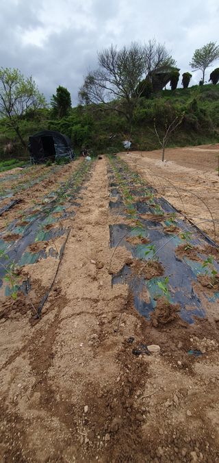 김영진님의 고추 · 영농일지 작성글 사진