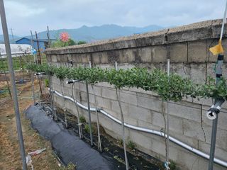 나선기님의 기타작물 · 영농일지 작성글 사진