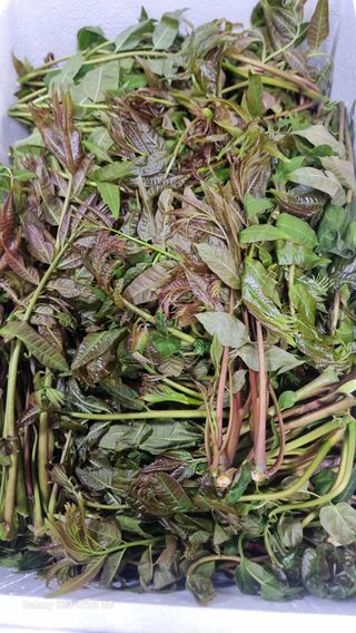 김금순자연산약초님의 기타작물 · 영농일지 작성글 사진