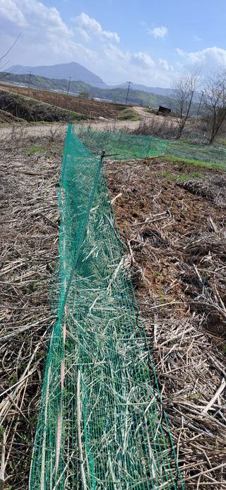 이복길님의 파 · 영농일지 작성글 사진