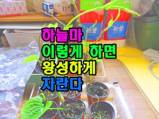 꿈꾸는텃밭님의 기타작물 · 영농일지 작성글 사진