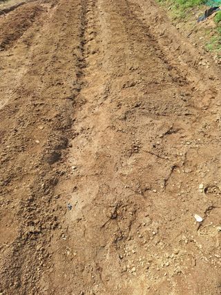 마늘25328님의 기타작물 · 영농일지 작성글 사진