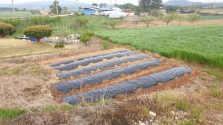 수성농민님의 고구마 · 영농일지 작성글 사진