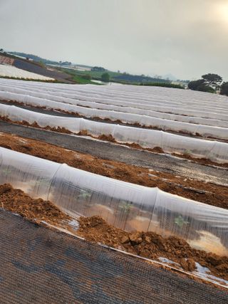 김저팔계님의 기타작물 · 영농일지 작성글 사진