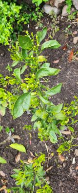 팜모닝 기타작물·영농일지 게시글 이미지