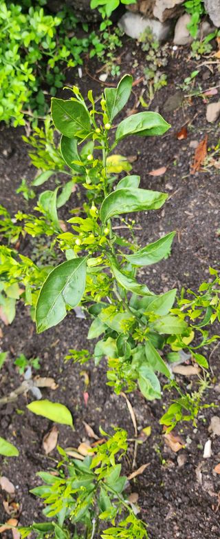 김형철님의 기타작물 · 영농일지 작성글 사진