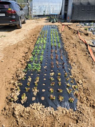 용기님의 기타작물 · 영농일지 작성글 사진
