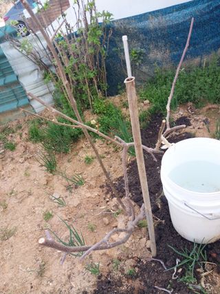 ksnam님의 기타작물 · 영농일지 작성글 사진