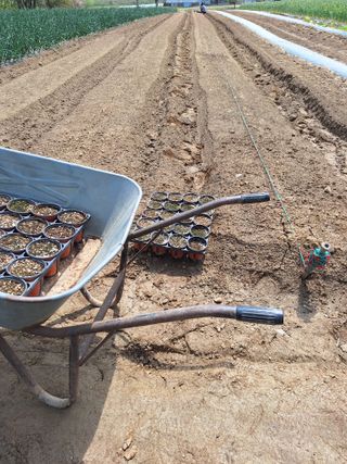 마늘25328님의 기타작물 · 영농일지 작성글 사진