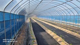 석희님의 고추 · 영농일지 작성글 사진