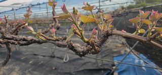 임헌택님의 포도 · 영농일지 작성글 사진