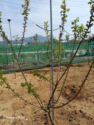 최진오님의 기타작물 · 영농일지 작성글 사진