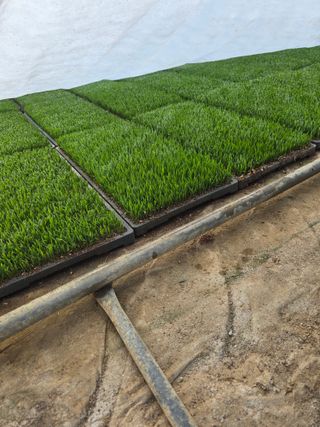 리짱님의 벼 · 영농일지 작성글 사진