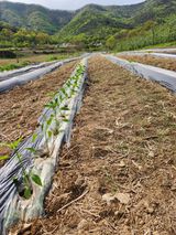 팜모닝 기타작물·영농일지 게시글 이미지