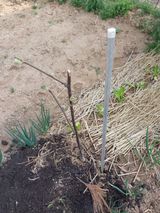 팜모닝 기타작물·영농일지 게시글 이미지