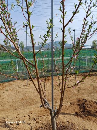 최진오님의 기타작물 · 영농일지 작성글 사진