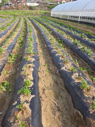 김재일님의 감자 · 영농일지 작성글 사진