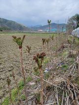 팜모닝 기타작물·영농일지 게시글 이미지