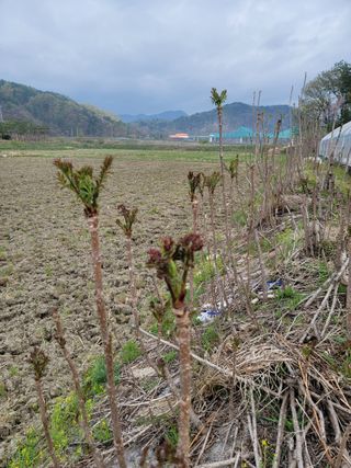 십자봉님의 기타작물 · 영농일지 작성글 사진