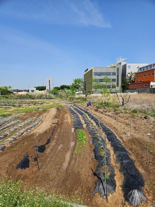 김영규님의 기타작물 · 영농일지 작성글 사진