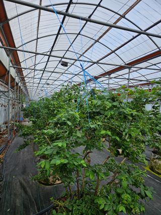 제주 지안이네농장님의 기타작물 · 영농일지 작성글 사진