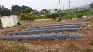 수성농민님의 고구마 · 영농일지 작성글 사진