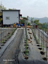 팜모닝 기타작물·영농일지 게시글 이미지