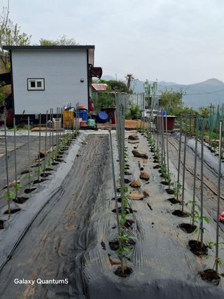 이세순님의 기타작물 · 영농일지 작성글 사진