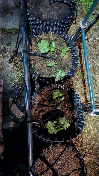 신승우님의 기타작물 · 영농일지 작성글 사진