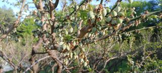 자두17509님의 기타작물 · 영농일지 작성글 사진