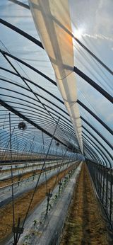 팜모닝 고추·영농일지 게시글 이미지