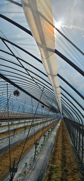 토성님의 고추 · 영농일지 작성글 사진