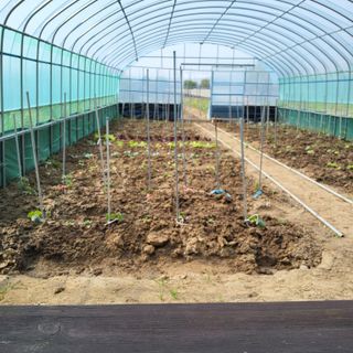 식만동 복합영농님의 기타작물 · 영농일지 작성글 사진