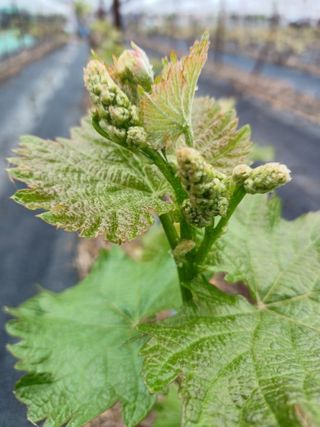 상훈경영체등록5년차님의 기타작물 · 영농일지 작성글 사진