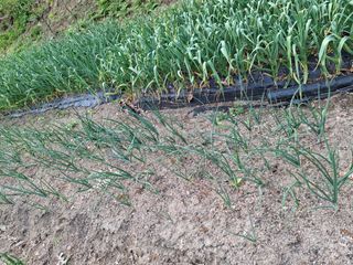 박정미님의 기타작물 · 영농일지 작성글 사진