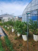 팜모닝 파·영농일지 게시글 이미지