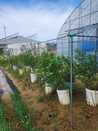 현모양처(양현모)님의 파 · 영농일지 작성글 사진