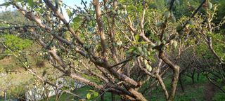 자두17509님의 기타작물 · 영농일지 작성글 사진