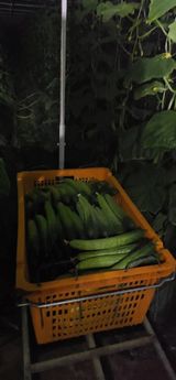 팜모닝 오이·영농일지 게시글 이미지