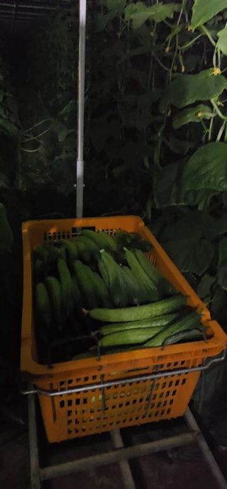 조영숙님의 오이 · 영농일지 작성글 사진