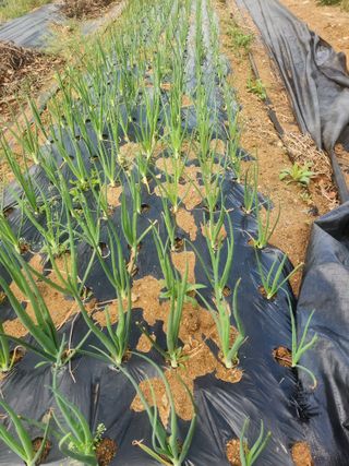 현모양처(양현모)님의 파 · 영농일지 작성글 사진